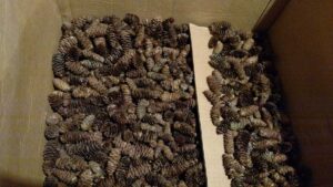 pine cones in a box