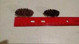 Pine cone craft ideas for the holidays you will love